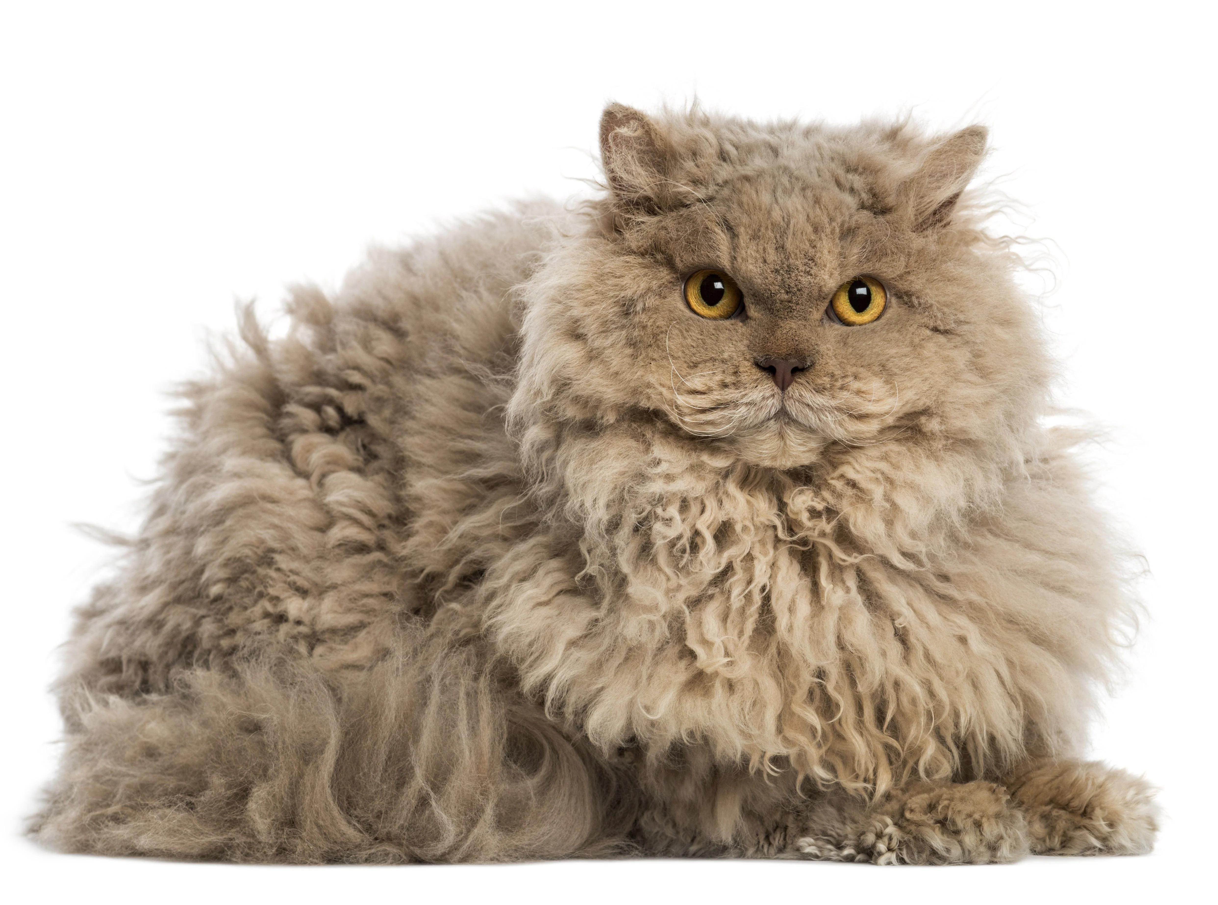 Selkirk Rex Cat